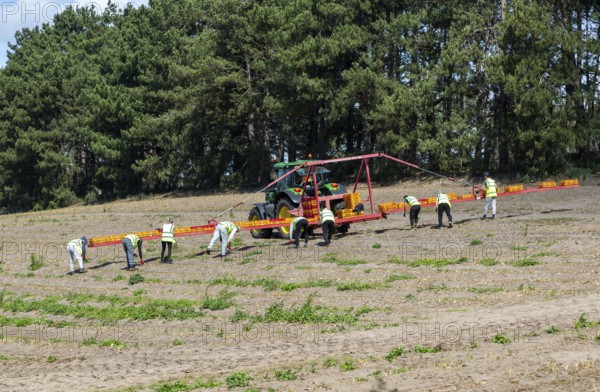 Team of foreign workers harvesting asparagus crop loading onto boxes on tractor boom, Suffolk,