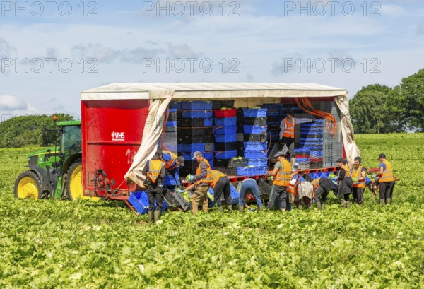 Team of foreign workers harvesting lettuce crop loading onto boxes on tractor trailer, Suffolk,