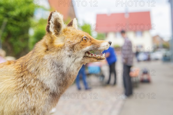 Close-up of a fox on a city street, with blurred background, family party in Neubulach, district of