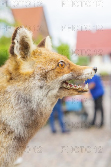 Close-up of the head of a fox with urban background and engraved detail, family party in Neubulach,
