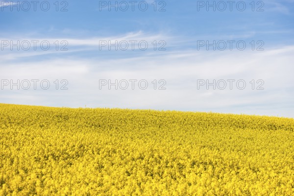 A seemingly endless field of rapeseed stretches under a clear blue sky on a sunny day, near
