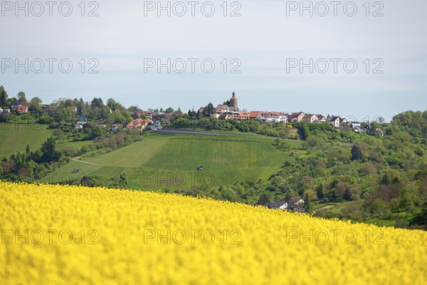 Rapeseed field in front of a hill with a small village in the background, Bürg near Winnenden,