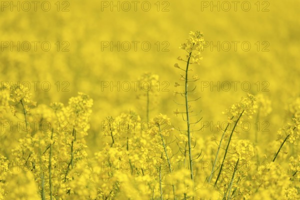 Rapeseed blossoms silhouetted in the background, individual stems visible, Baden-Württemberg,