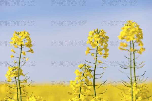 Rape blossoms bloom in close-up against a clear blue sky. Bright and calming mood,