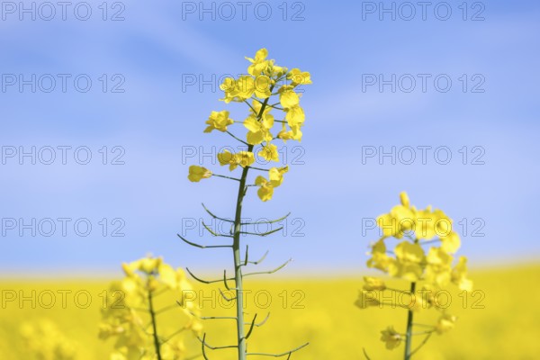 Clear rape blossom against a bright blue sky, Baden-Württemberg, Germany