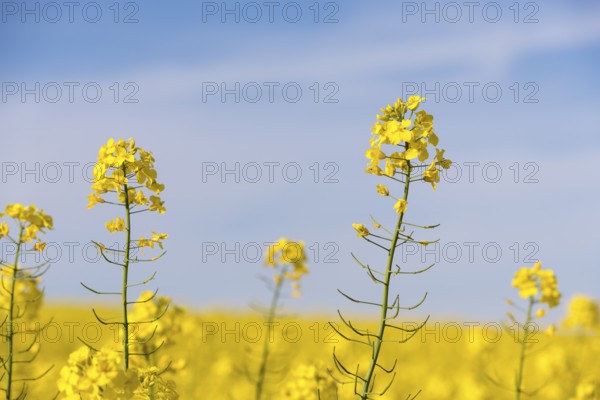 Close-up of bright rape blossoms against a blue sky. Sunny and clear atmosphere, Baden-Württemberg,