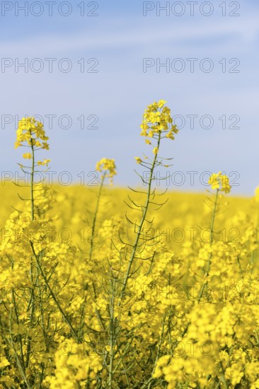 Rapeseed flowers stand tall in a blooming rapeseed field under a blue sky. Vibrant colours and