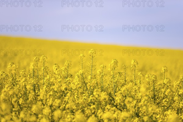 A wide, yellow rape field under a clear blue sky, creating a peaceful and spring-like scene,