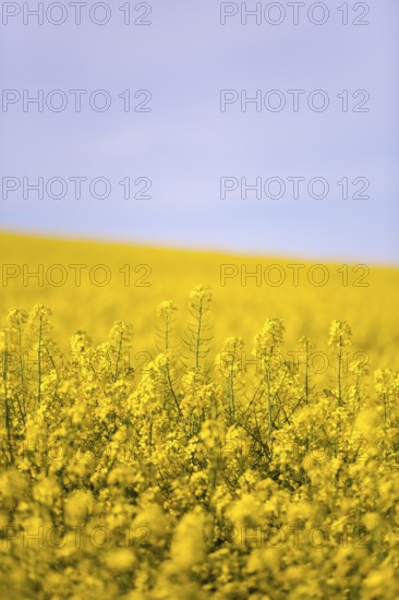 A vast rapeseed field with yellow flowers under a blue, slightly cloudy sky, emphasising the