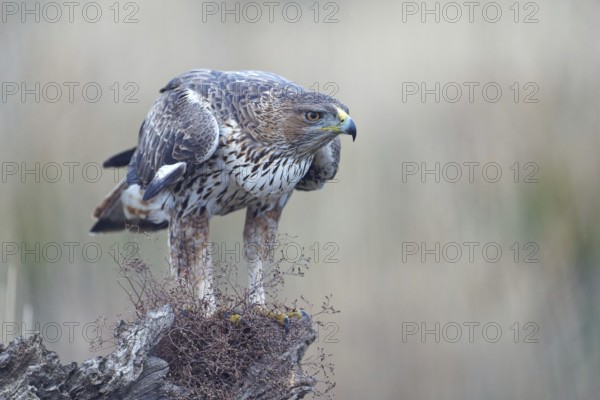 Bonelli's eagle (Aquila fasciata), mounted, Castilla-La Mancha, Spain