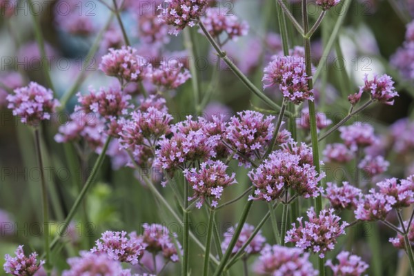 Purpletop vervain (Verbena bonariensis), also known as Argentine verbena, Argentine verbena and