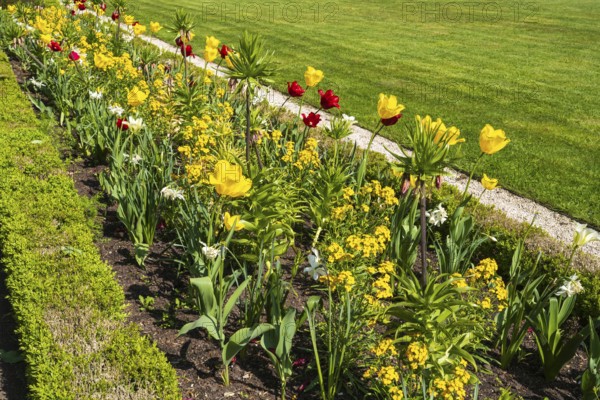 Flower bed with red and yellow tulips, castle park, Schloss Neuhaus, Paderborn, Westphalia, North
