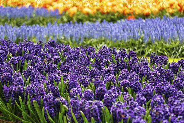Blue hyacinths (Hyacinthus) in a flower bed, spring, Keukenhof gardens, Lisse, Bollenstreek, South