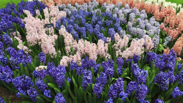 Different coloured hyacinths (Hyacinthus) in a flower bed, spring, Keukenhof Gardens, Lisse,