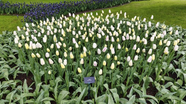 Tulipa polychroma (Tulipa), tulip bed, Keukenhof gardens, Lisse, Bollenstreek, South Holland,