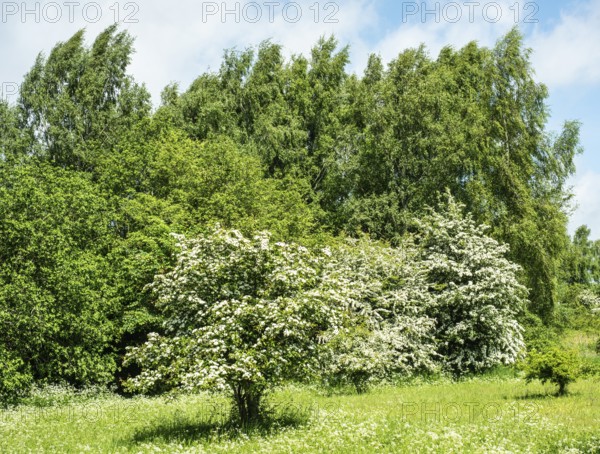 Meadow with flowering hawthorn (Crataegus) bushes in Ystad municipality, Skåne County, Sweden,