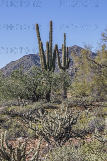 Saguaro (Carnegiea gigantea) cacti at the White Tank Mountain Regional Park in Phoenix, Arizona,