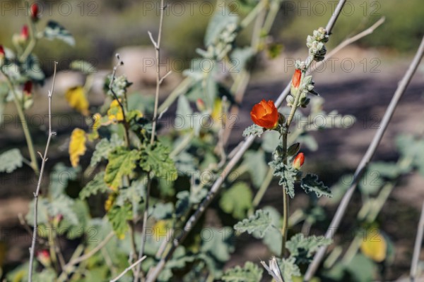 Close up of a budding desert globe mallow (Sphaeralcea ambigua) plant at the White Tank Mountain
