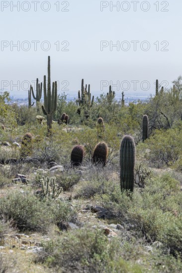 Variety of native cacti at the White Tank Mountain Regional Park in Phoenix, Arizona, USA