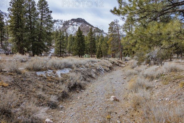 Kyle Canyon Wash cuts through a meadow in the Spring Mountains National Recreation Area along the