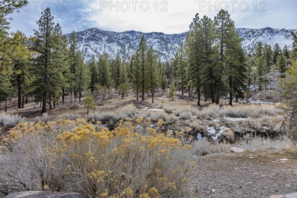 Yellow rubber rabbitbrush and pine trees on a meadow at the Acastus Trailhead in the Spring