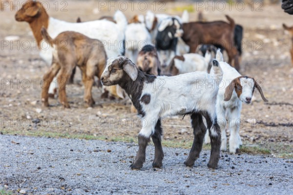 Newborn domesticated goat livestock raised for meat producion on a ranch in Sonora, Texas, USA