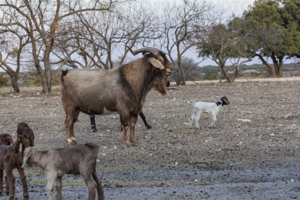 Adult ram and newborn domesticated goat livestock raised for meat producion on a ranch in Sonora,