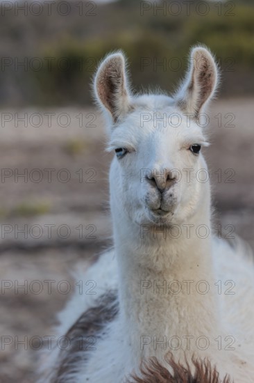 Domesticated alpaca livestock helps to protect goats from predators on a ranch in Sonora, Texas,