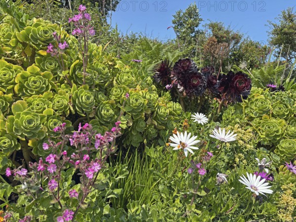 Lush garden with colourful flowers and succulents under a clear blue sky, St Agnes, Isles of