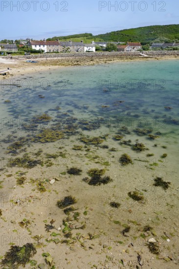 View of the coast with clear water, seaweed and nearby houses, tranquil scenery, Tresco, Isles of