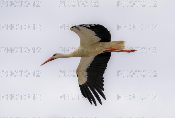 Stork in flight, Wesel, Lippe Auen, North Rhine-Westphalia, Germany