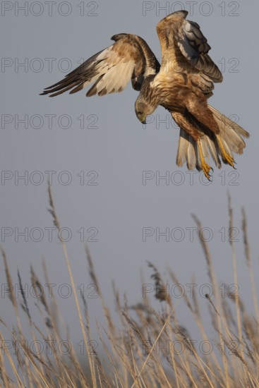 Marsh harrier (Circus aeruginosus), Texel, Netherlands