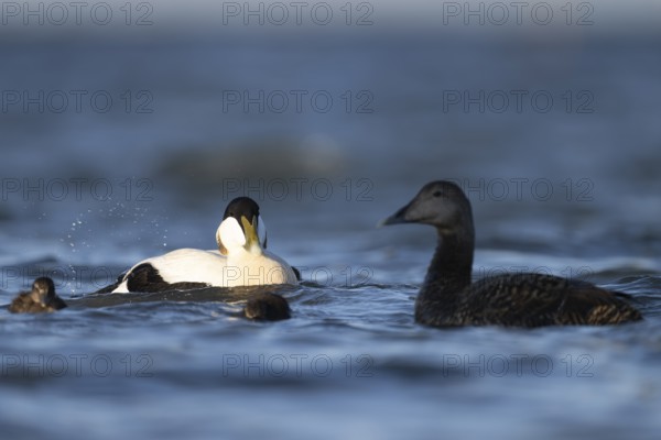 Eider duck (Somateria mollissima), Texel, Netherlands