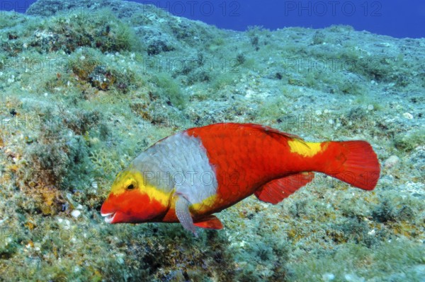 Female of Mediterranean parrotfish (Sparisoma cretense) with red colouring and yellow saddle spot,