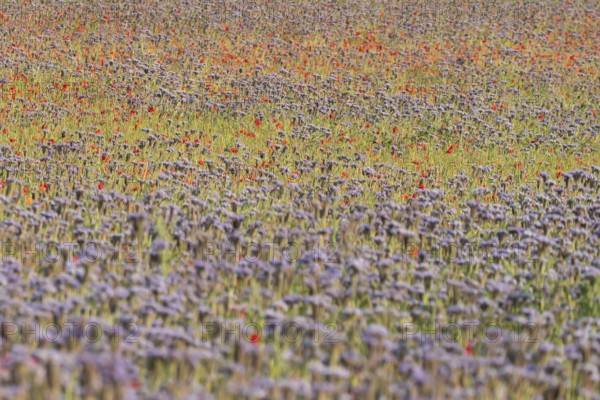 Phacelia (Phacelia tanacetifolia) and Common field poppy (Papaver rhoeas) red wildflower flowers in