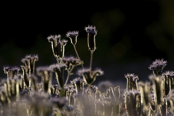 Phacelia (Phacelia tanacetifolia) flowers in summer, England, United Kingdom