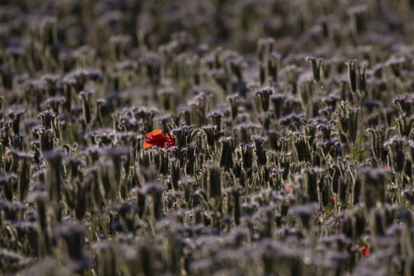 Phacelia (Phacelia tanacetifolia) field of flowers with Common field poppy (Papaver rhoeas) red