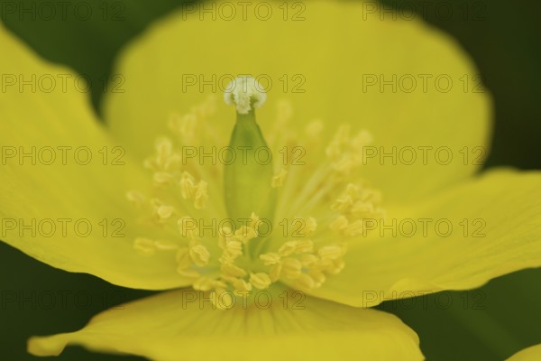 Welsh poppy (Papaver cambricum) yellow flower in summer, England, United Kingdom