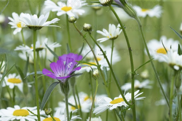 Oxeye daisy (Leucanthemum vulgare) and Corncockle (Agrostemma githago) wildflower flowers in a