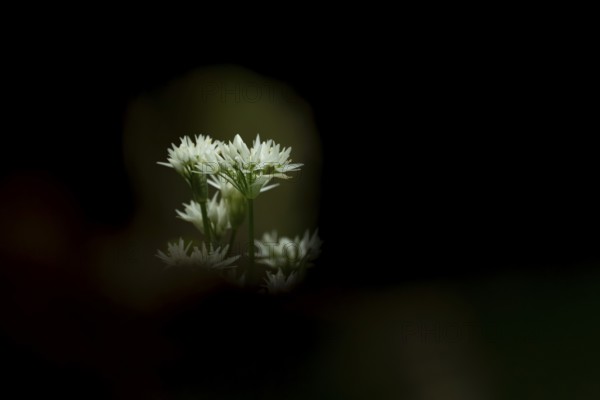 Ransoms or Wild garlic (Allium ursinum) white wildflower flowers in a woodland in spring, England,