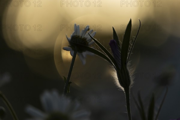 Oxeye daisy (Leucanthemum vulgare) and Corncockle (Agrostemma githago) wildflower flowers at sunset