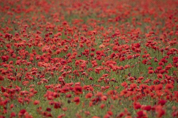 Common field poppy (Papaver rhoeas) red wildflower flowers poppies in a poppyfield in summer,