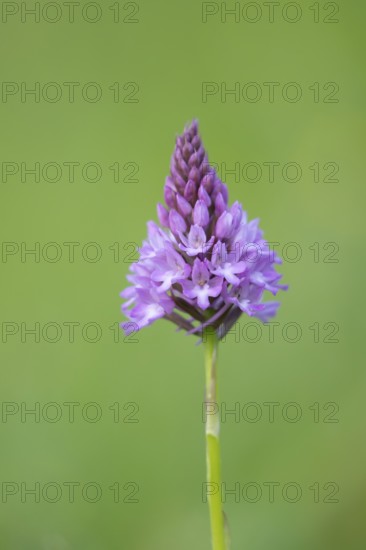Pyramidal orchid (Anacamptis pyramidalis) single pink wildflower flower in summer, England, United