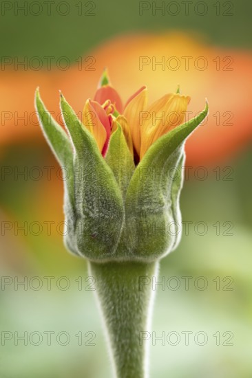 Mexican sunflower (Tithonia spp) 'Goldfinger' garden annual orange flower bub in summer, England,
