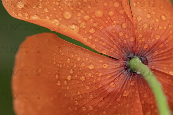 Common field poppy (Papaver rhoeas) single red wildflower flower with rain drops on the petals in