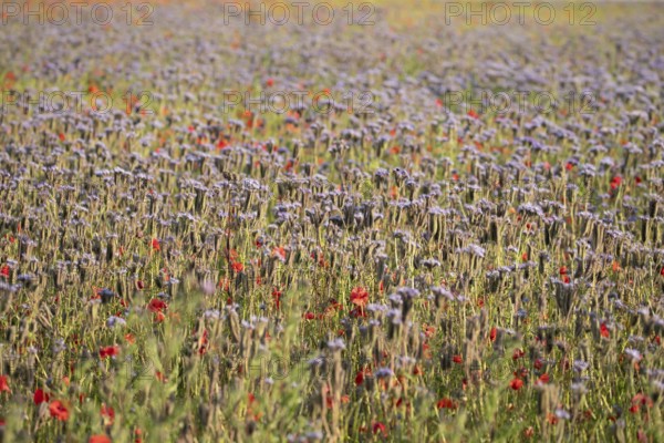 Phacelia (Phacelia tanacetifolia) and Common field poppy (Papaver rhoeas) red wildflower flowers in