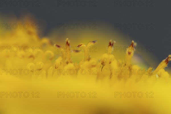 Annual sunflower (Helianthus annuus) yellow flower close up of stamen in summer, England, United