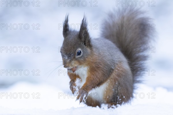 Red squirrel (Sciurus vulgaris) adult mammal carrying a nut in its mouth in snow in winter,