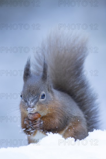 Red squirrel (Sciurus vulgaris) adult mammal carrying a nut in its mouth in snow in winter,