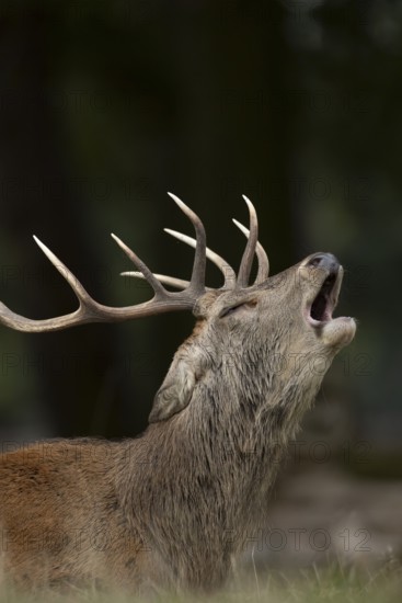Red deer (Cervus elaphus) adult male stag mammal roaring in the annual rut in autumn, England,